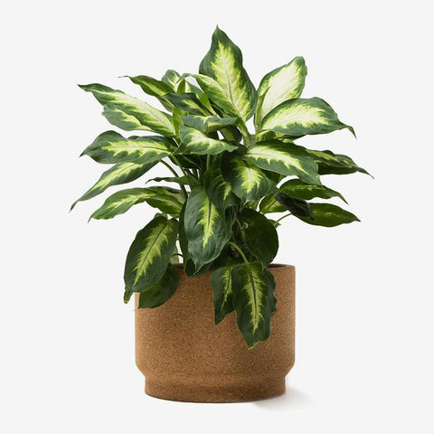 Ball tip corned beef